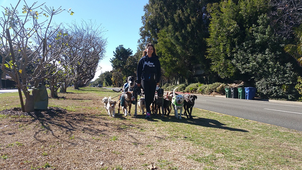 Alaina walking a group of dogs during outdoor training